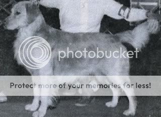 Dog picture