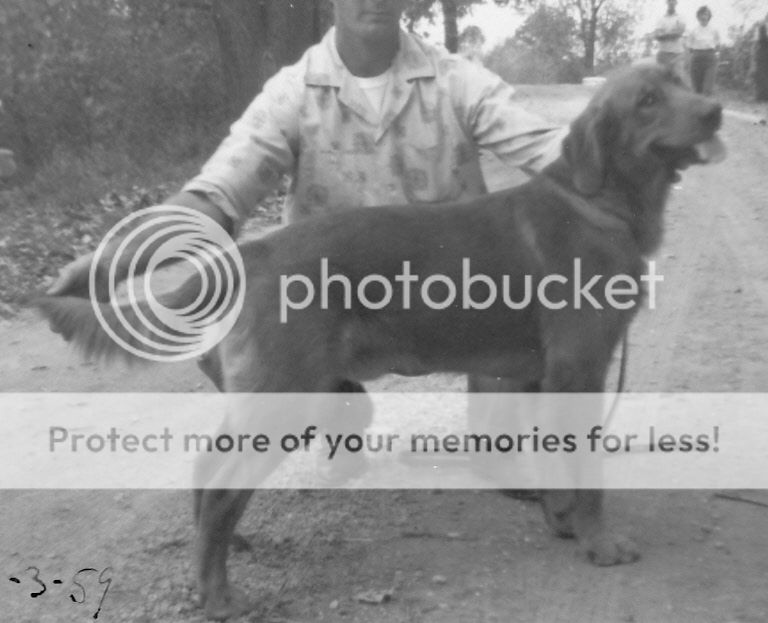 Dog picture