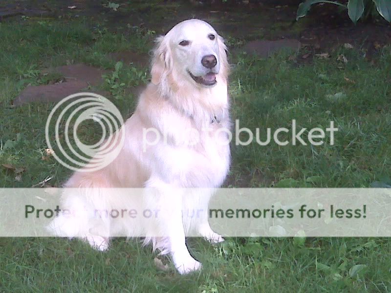Dog picture