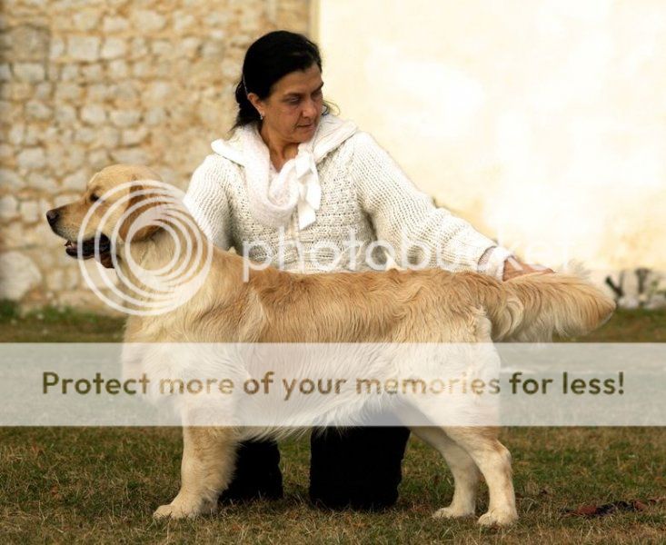 Dog picture