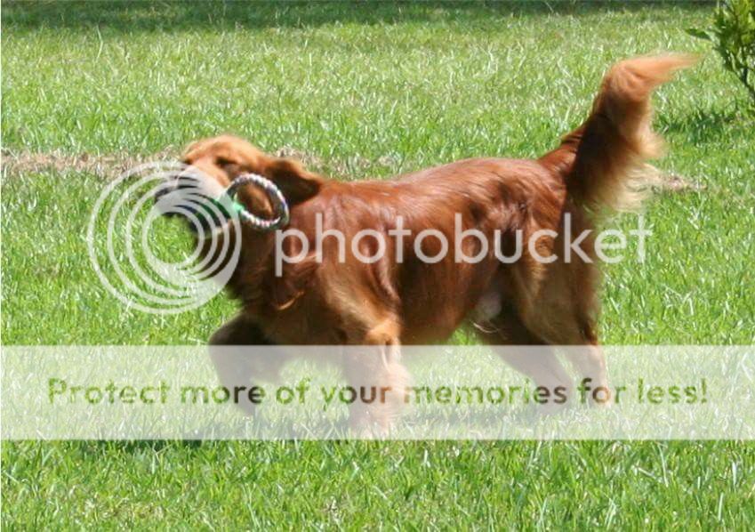 Dog picture