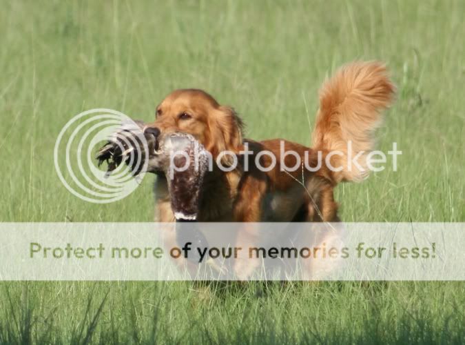 Dog picture