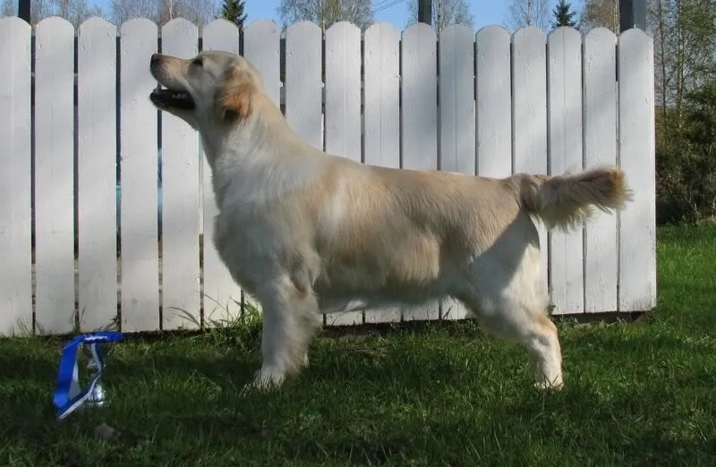 Dog picture