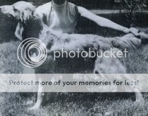 Dog picture