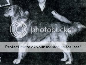 Dog picture