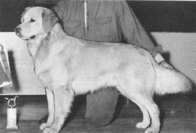 Dog picture