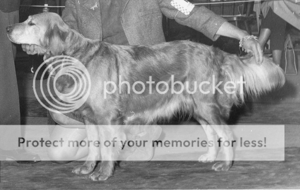 Dog picture