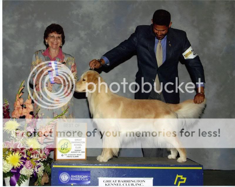 Dog picture