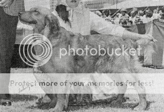 Dog picture