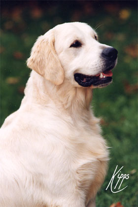 Dog picture