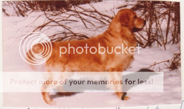 Dog picture
