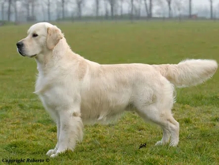 Dog picture