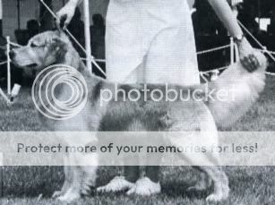 Dog picture