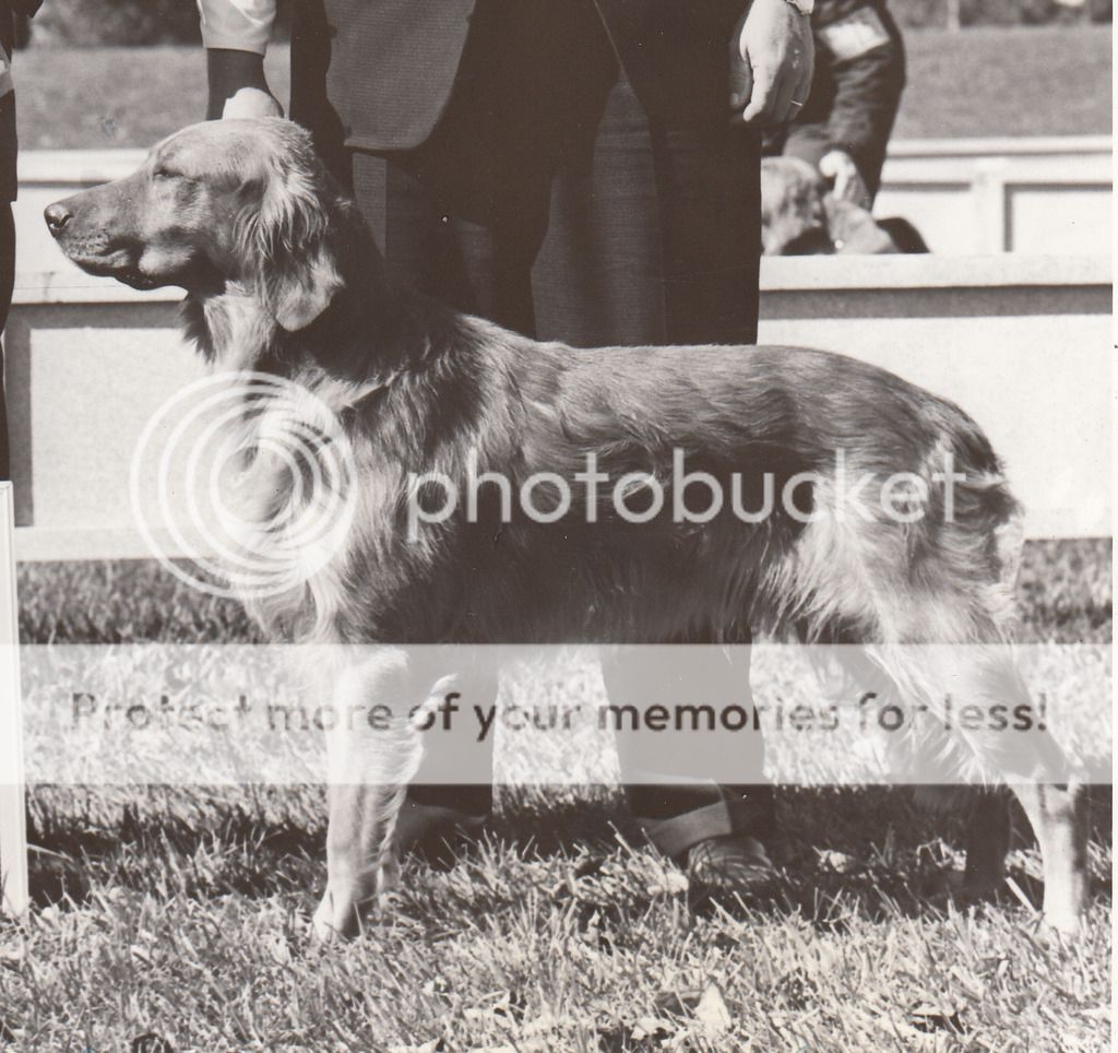 Dog picture