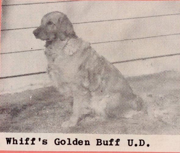 Dog picture