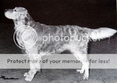 Dog picture
