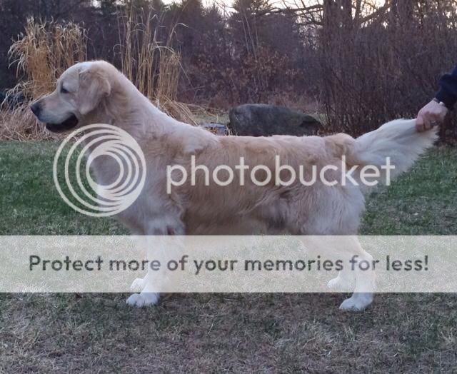 Dog picture