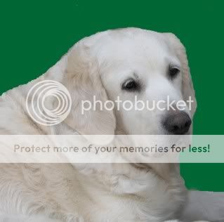 Dog picture