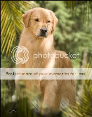 Dog picture