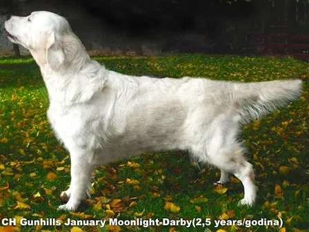 Dog picture