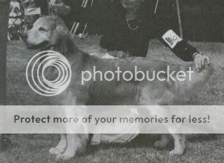 Dog picture
