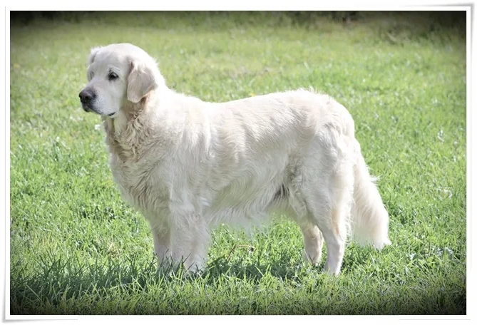 Dog picture
