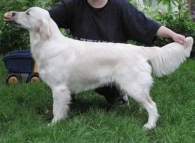 Dog picture