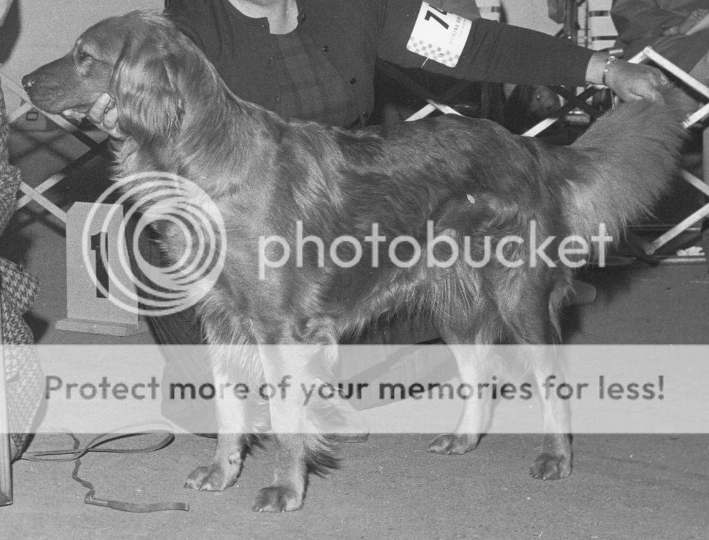 Dog picture