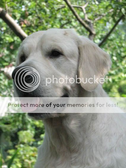 Dog picture