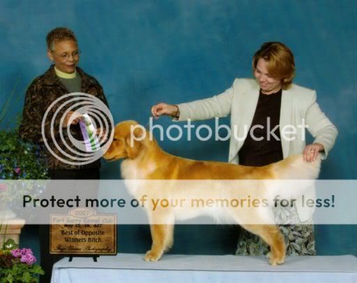 Dog picture