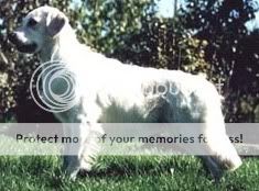 Dog picture