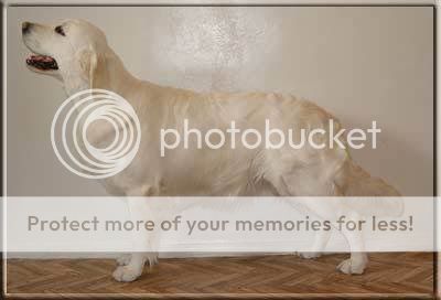 Dog picture