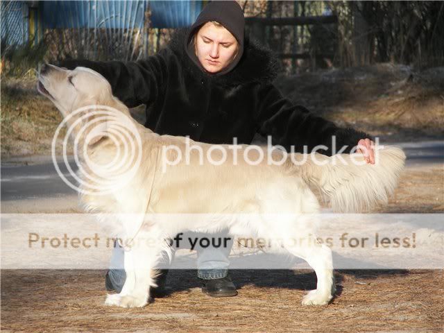 Dog picture