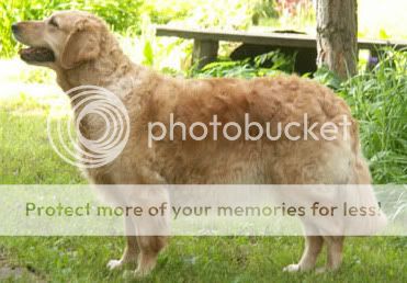 Dog picture
