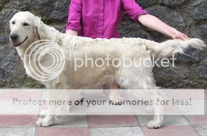 Dog picture