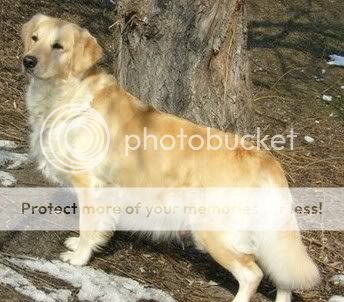 Dog picture
