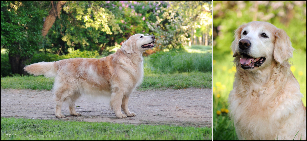 Dog picture