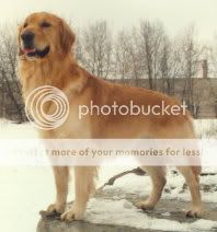 Dog picture