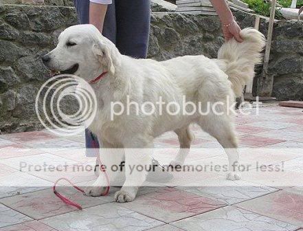 Dog picture