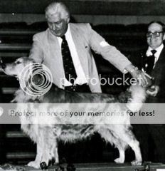 Dog picture