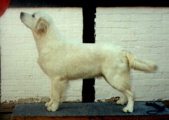 Dog picture