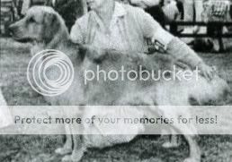 Dog picture
