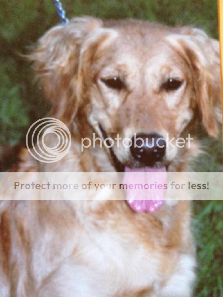 Dog picture