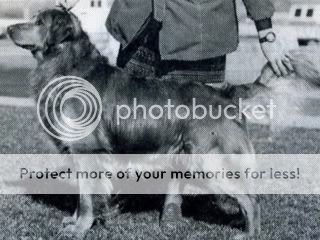 Dog picture
