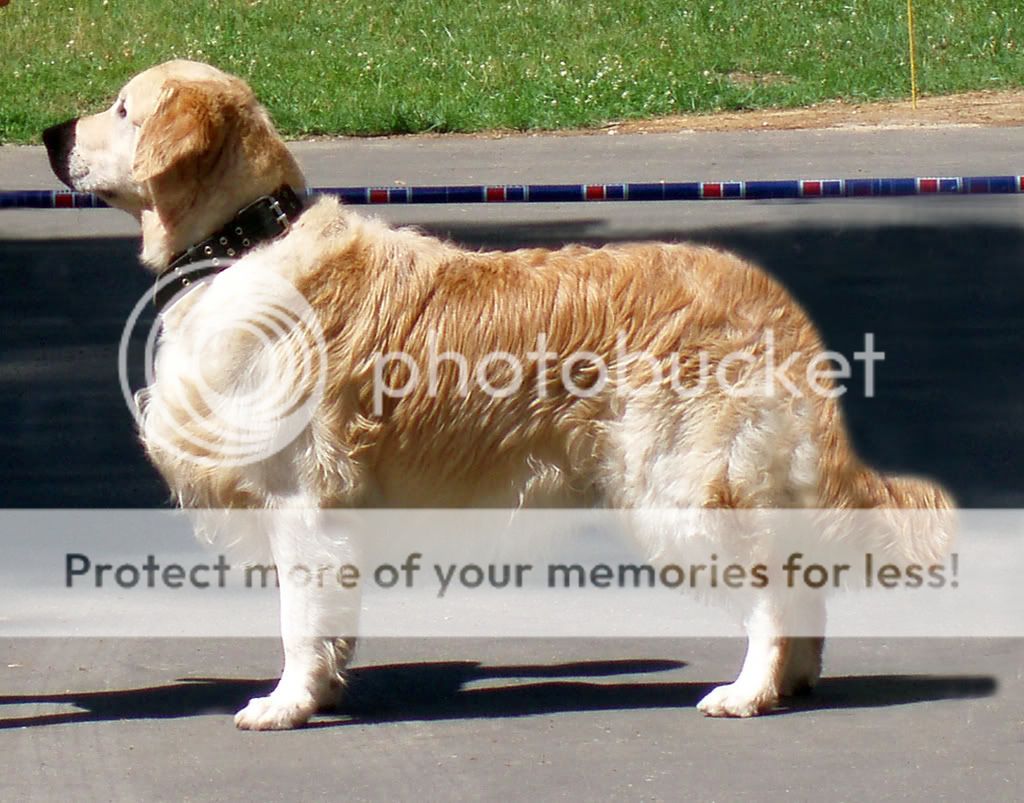 Dog picture