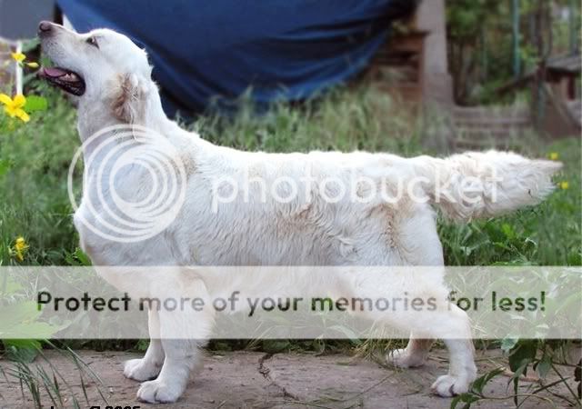 Dog picture