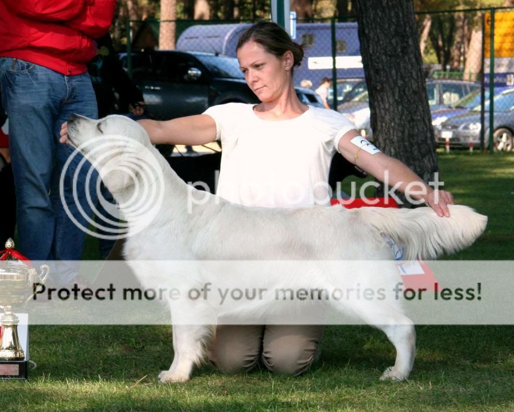 Dog picture