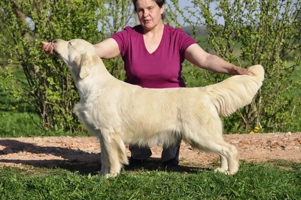 Dog picture