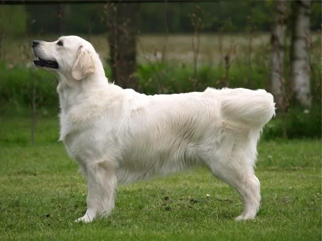 Dog picture