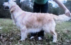 Dog picture